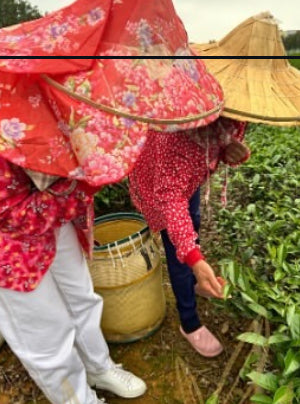 “Home” Dong Ding Oolong