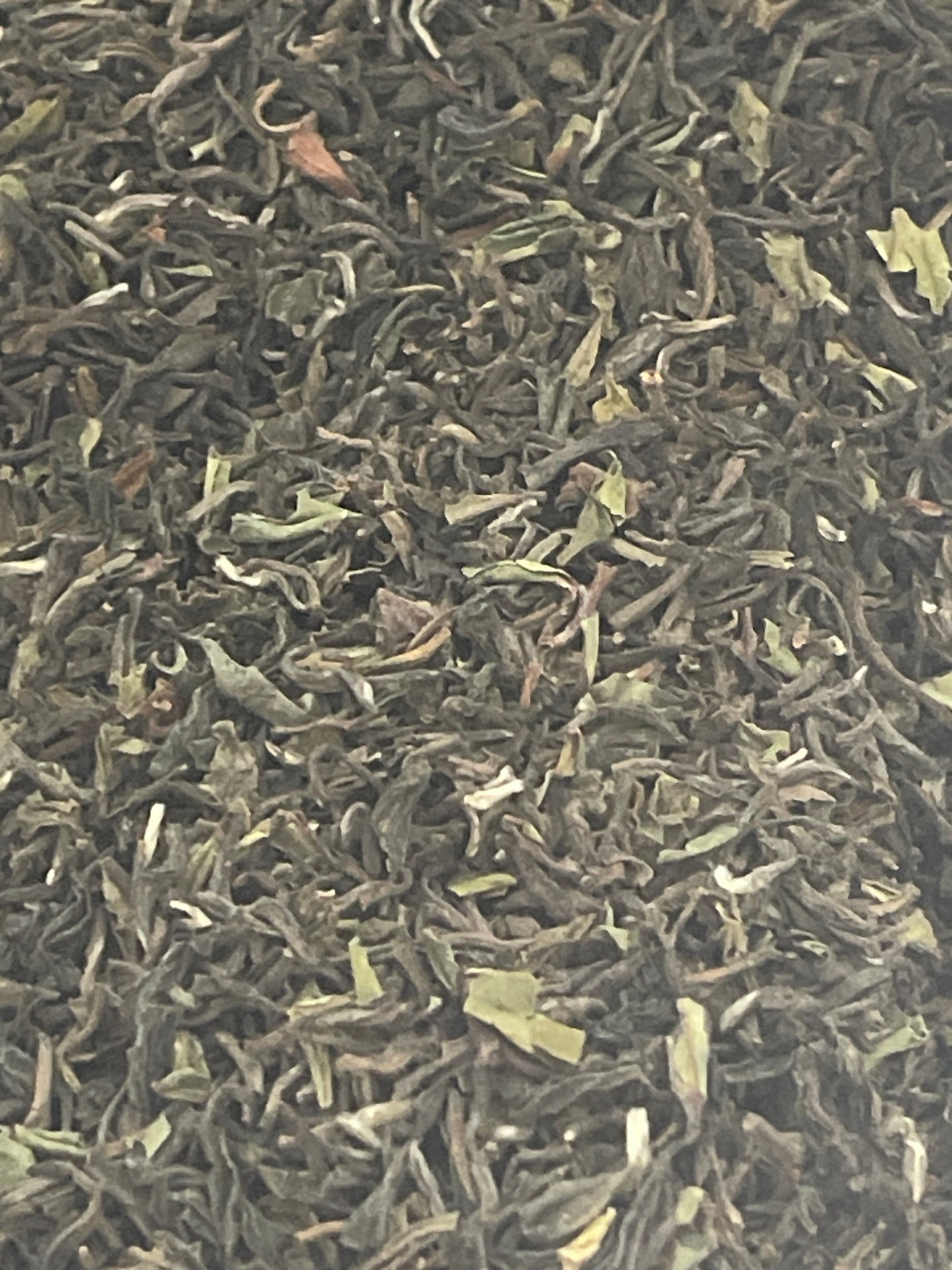 2026 Singell Estate Darjeeling First Flush