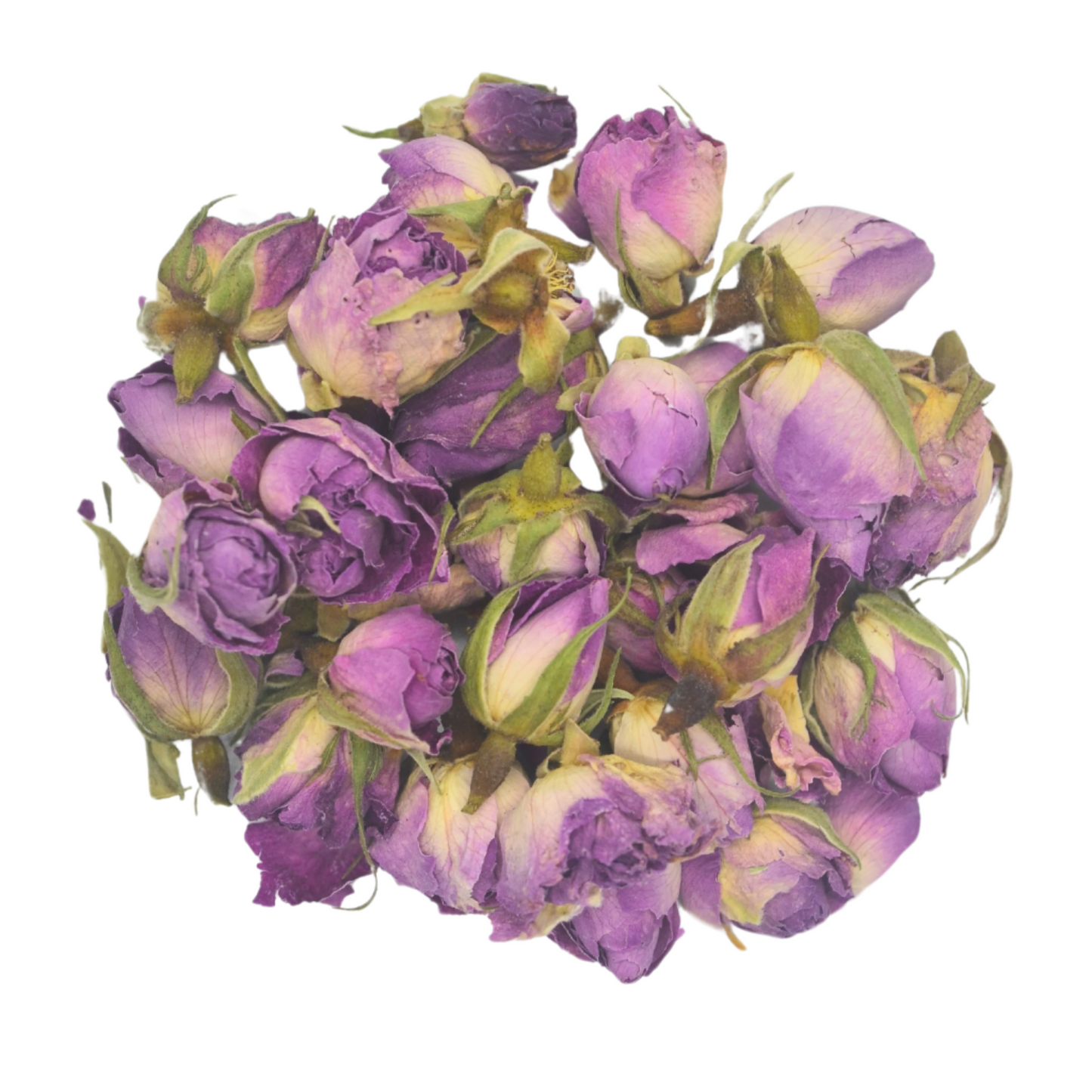 Traveler's Rose
