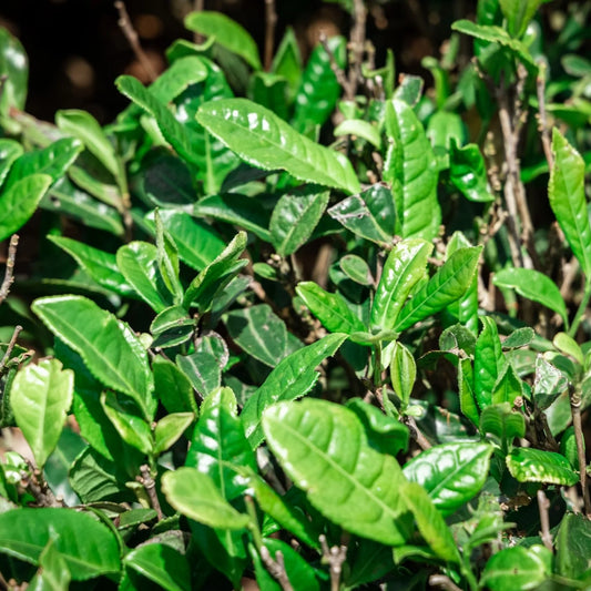 “Tipsy Garden” Barrel #3